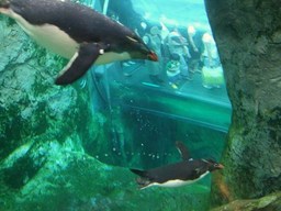 意外と速く泳ぐペンギン(拡大します)