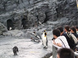 陸にも多種のペンギンが寛ぐ(拡大します)